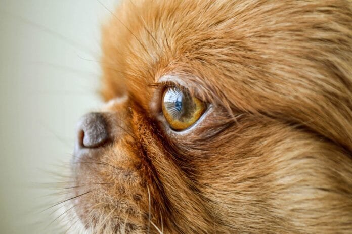 O que os olhos do seu pet tentam te dizer (e você talvez não esteja percebendo)