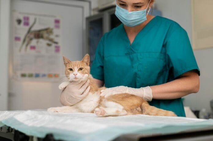 Medicina regenerativa avança e abre novas perspectivas para qualidade de vida dos pets