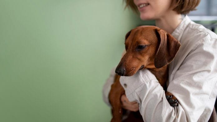 Cão saudável recebe carinho enquanto veterinária explica a importância da saúde intestinal