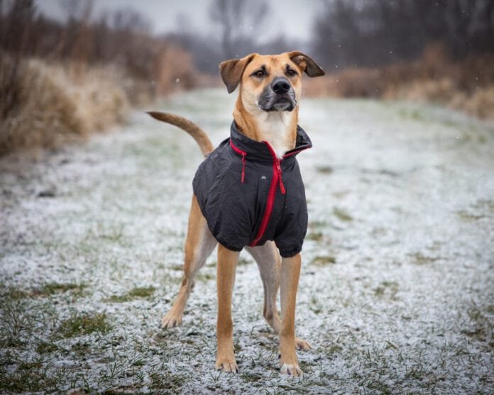 Pets sentem frio? Sim, e você pode ajudar a proteger quem mais precisa