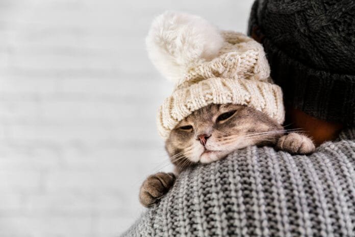 Tempo seco pode adoecer cães e gatos? Veja os sinais que preocupam veterinários