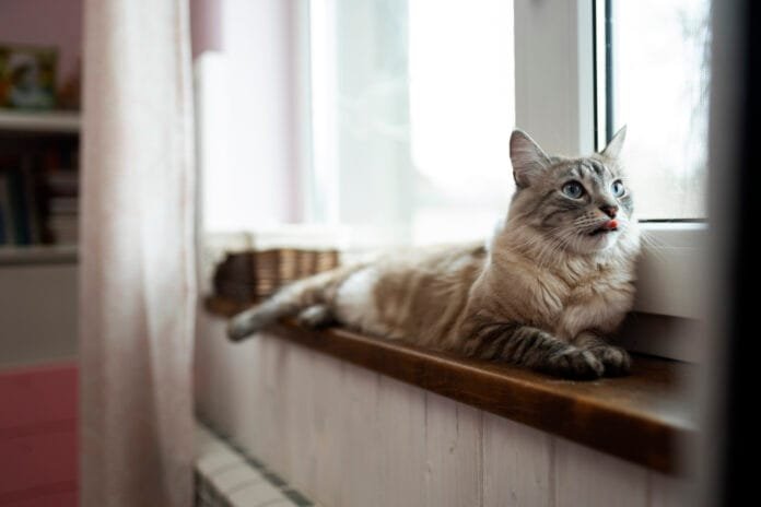 Casas inteligentes chegam ao universo pet e transformam a rotina de cães e gatos