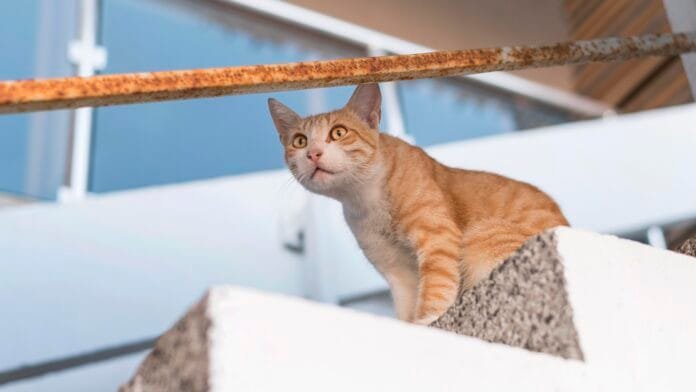 Gatos resgatados vão receber 4 toneladas de ração e granulado por ano graças a nova parceria