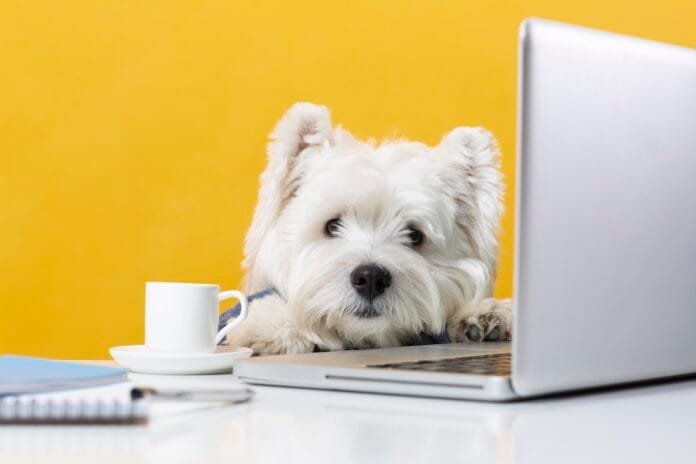 Pets ganham gêmeos digitais