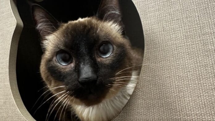 Você saberia reconhecer os sinais de diabetes no seu gato?