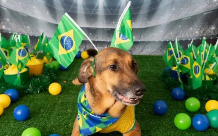 Fogos de artifício na Copa do Mundo: como proteger cães e gatos do estresse?