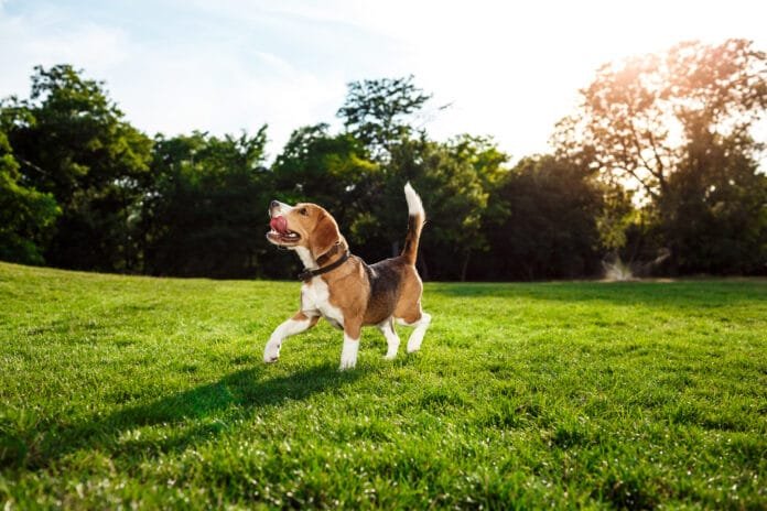 Saúde começa no intestino? Entenda o papel dos simbióticos no bem-estar de cães e gatos