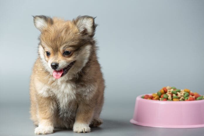 O que um filhote deve comer para crescer saudável?