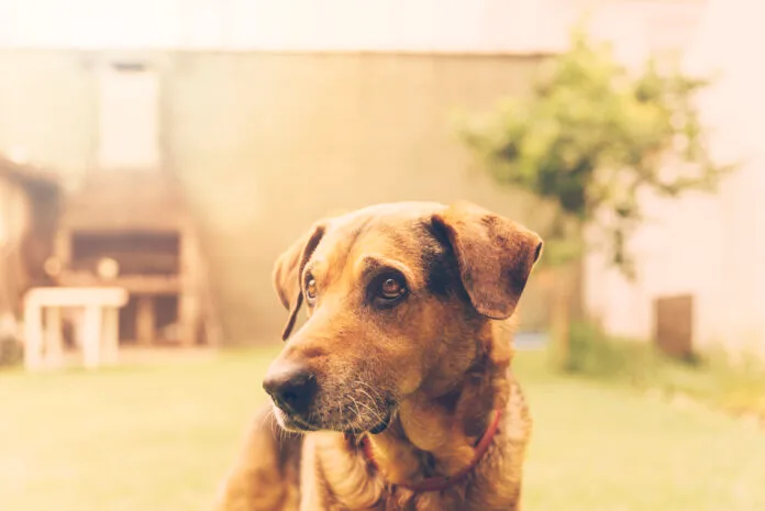 Campinas Shopping promove feira de adoção de pets neste sábado (27)