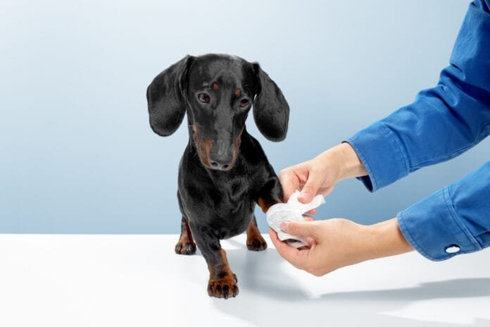 Junho Vermelho reforça a importância dos bancos de sangue veterinários no Brasil