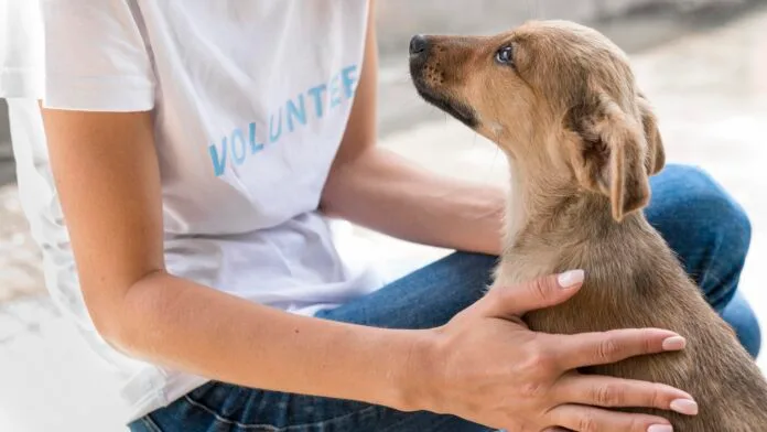 Shopping Piracicaba recebe feirão de adoção de cães e gatos neste fim de semana