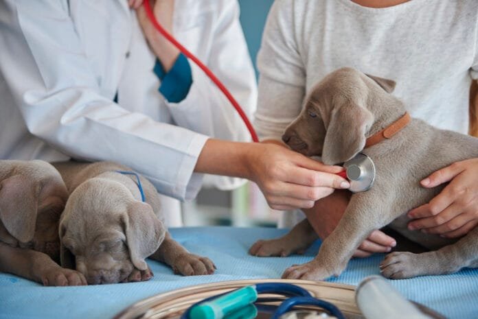 Médico veterinário realiza atendimento clínico em animal de estimação em consultório