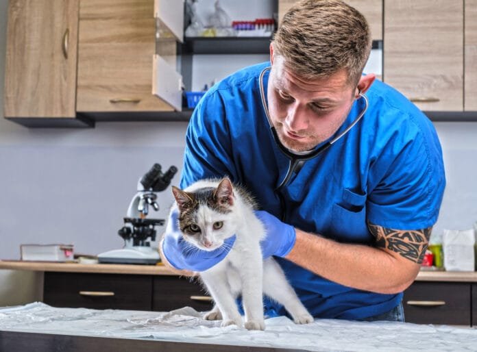 Exercício ilegal da Medicina Veterinária agora é crime: uma conquista para os animais, a saúde pública e a sociedade