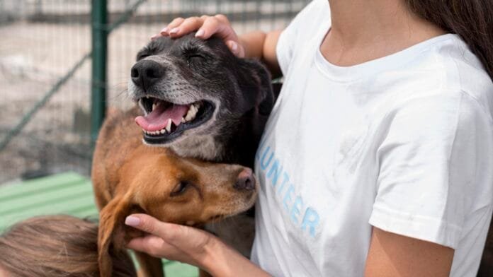 Por que 73% das ONGs de proteção animal não conseguem acessar recursos públicos?