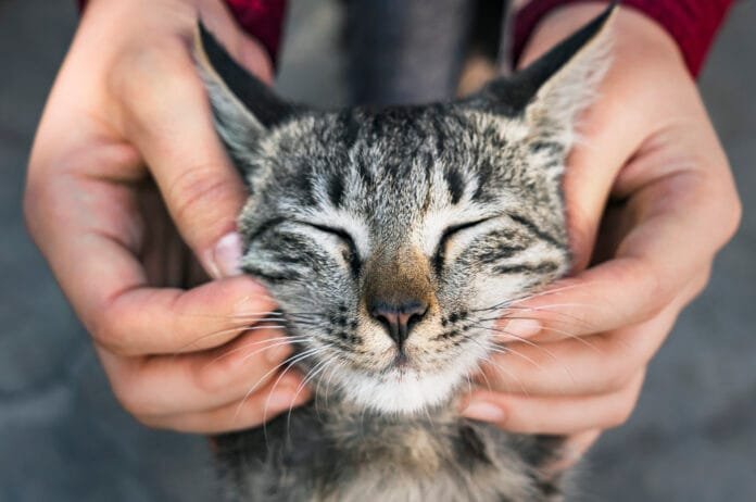 Por que os gatos ronronam? A ciência explica o som mais famoso dos felinos