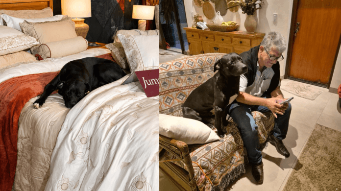 Como um cachorro de rua virou atração em feira no interior de SP e ganhou uma casa?