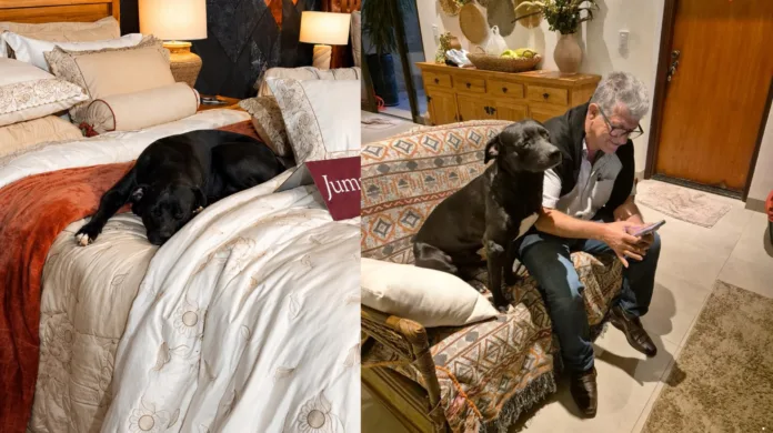Como um cachorro de rua virou atração em feira no interior de SP e ganhou uma casa?