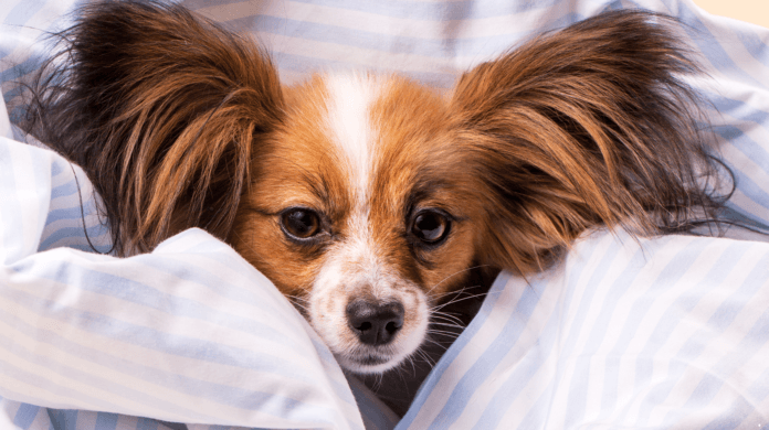 Seu pet está mais lento ou rígido no frio? Veterinária explica o que pode estar acontecendo
