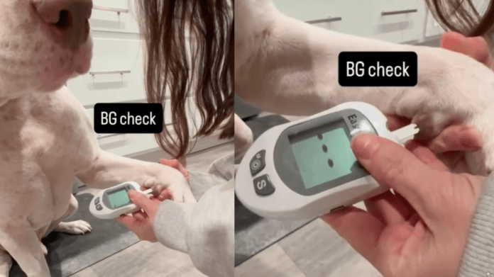 Cachorro tem o mesmo tipo de diabetes que gato? Endocrinologista explica as diferenças