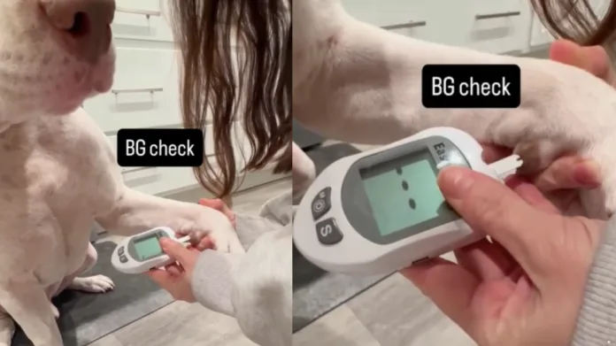 Cachorro tem o mesmo tipo de diabetes que gato? Endocrinologista explica as diferenças