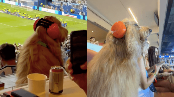 Cachorro rouba a cena na Copa do Mundo ao aparecer usando protetores auriculares no estádio