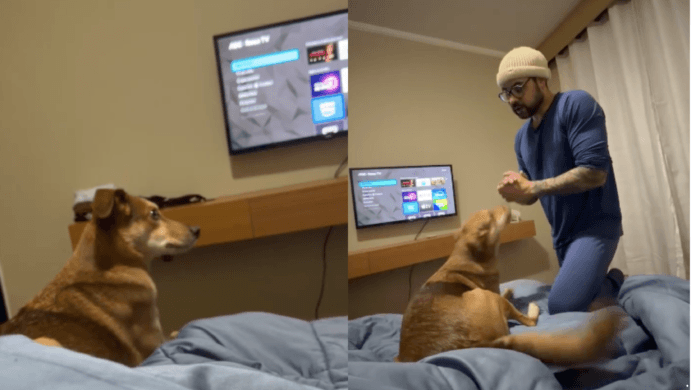 Tutor tenta convencer cachorro a dormir na própria cama, mas reação do pet diverte a internet