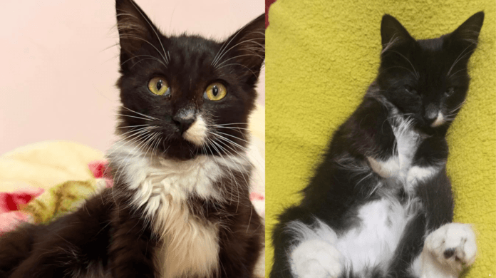Gata jogada de carro em movimento em Campinas ganha nova família com dez irmãos felinos