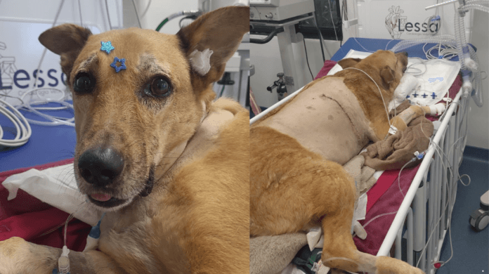 Cão baleado na boca ao proteger tutora de assalto se recupera e deve receber alta em Ribeirão Preto