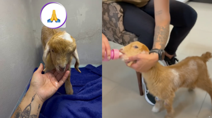 Após alta veterinária, Cappuccina segue tratamento em casa