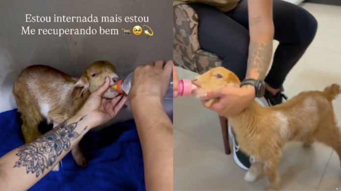 Após alta veterinária, Cappuccina segue tratamento em casa