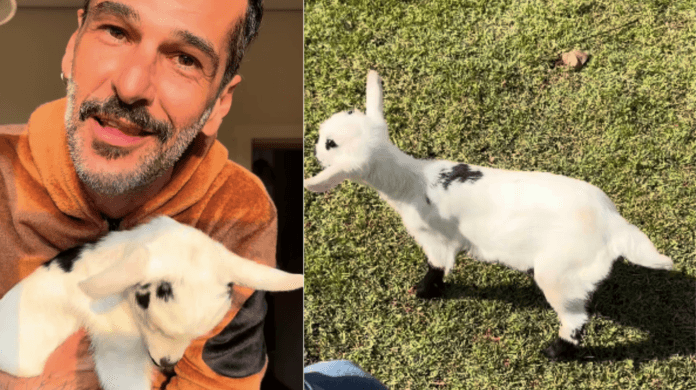 Rejeitado pela mãe ao nascer, mini bode é adotado por cinco cães e encontra uma família