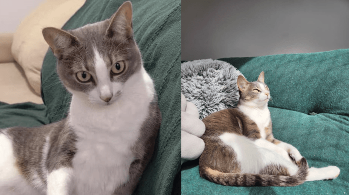 Gato sem raça é mais forte e precisa de menos cuidados? Entenda por que esses mitos sobre gatos SRD são perigosos