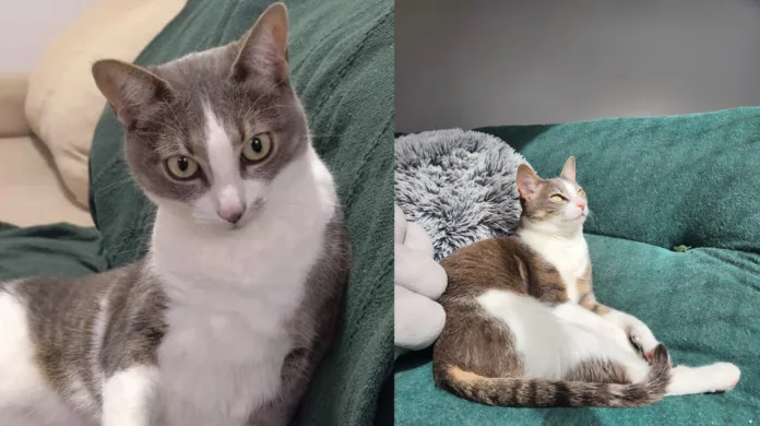 Gato sem raça é mais forte e precisa de menos cuidados? Entenda por que esses mitos sobre gatos SRD são perigosos