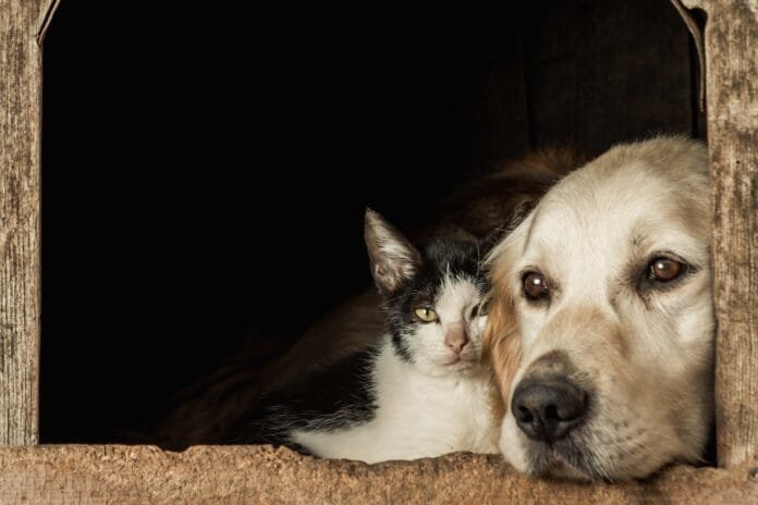 Quer adotar um pet? Pátio Paulista recebe nova edição do Pet Day neste sábado e domingo