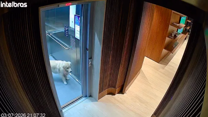Paula entra sozinha no elevador, assusta a família e protagoniza vídeo que divertiu a internet