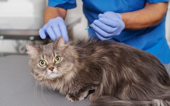 Seu pet pode transmitir doenças para você? Veterinário explica o que a ciência já sabe