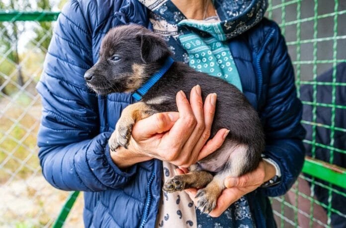 Quer adotar um cão ou gato? Pátio Higienópolis tem feira neste fim de semana