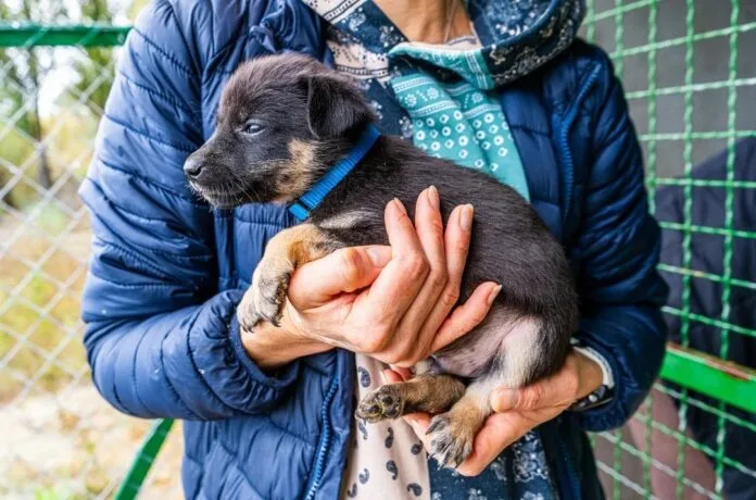 Quer adotar um cão ou gato? Pátio Higienópolis tem feira neste fim de semana