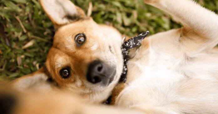 Por que o vira-lata é considerado o cão mais brasileiro de todos?