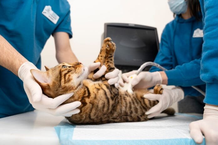 Transparência nos preços das clínicas veterinárias ganha força no exterior e pode influenciar relação com tutores no Brasil