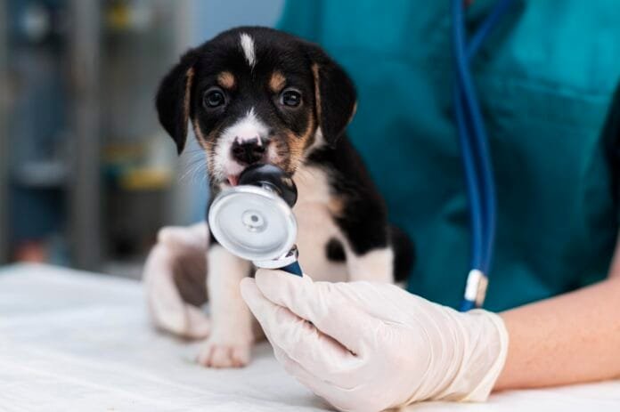 Qualidade ganha força nas clínicas veterinárias
