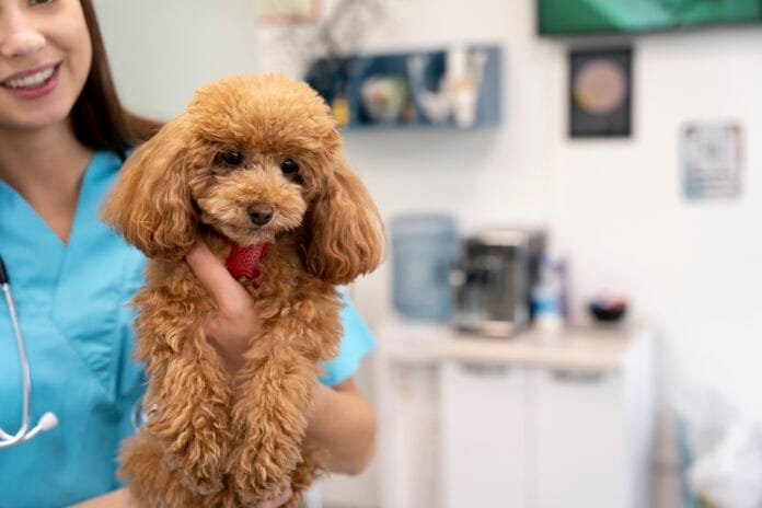 Bem-estar animal ganha peso nas decisões dos tutores e cria oportunidades para a medicina veterinária