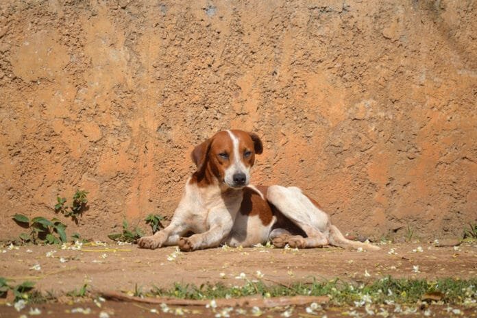 Cão comunitário recebe cuidados e alimentação em espaço público
