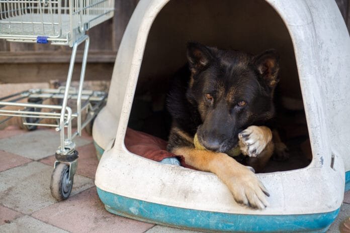 Não é favor! Municípios têm obrigação de proteger animais abandonados