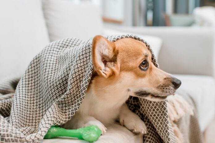 Impacto das doenças alérgicas de pele na qualidade de vida canina