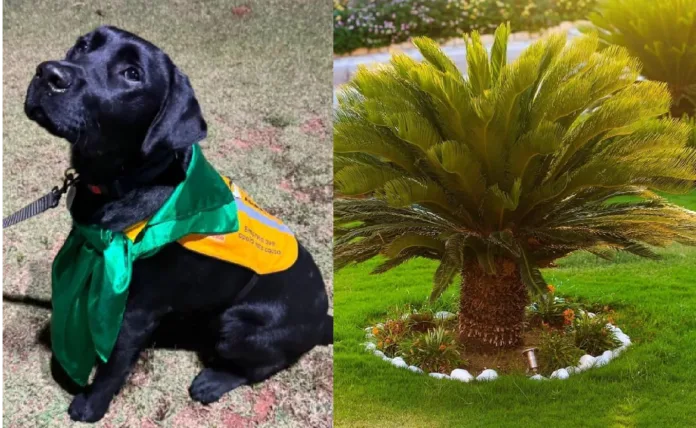 Sementes de Cycas revoluta ao lado de um cachorro em jardim, ilustrando o risco de intoxicação em pets