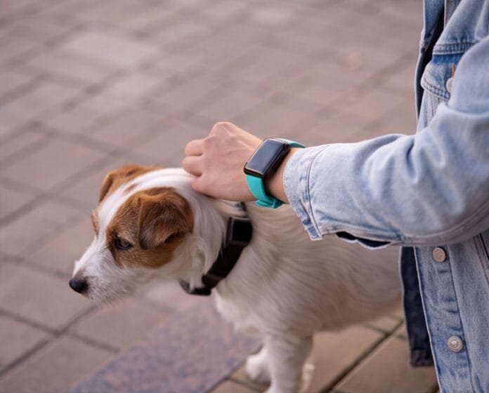 Cachorro usando coleira inteligente que monitora dados de saúde durante caminhada