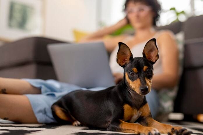 Você sabe quais são as raças de cachorro mais queridas do Brasil?
