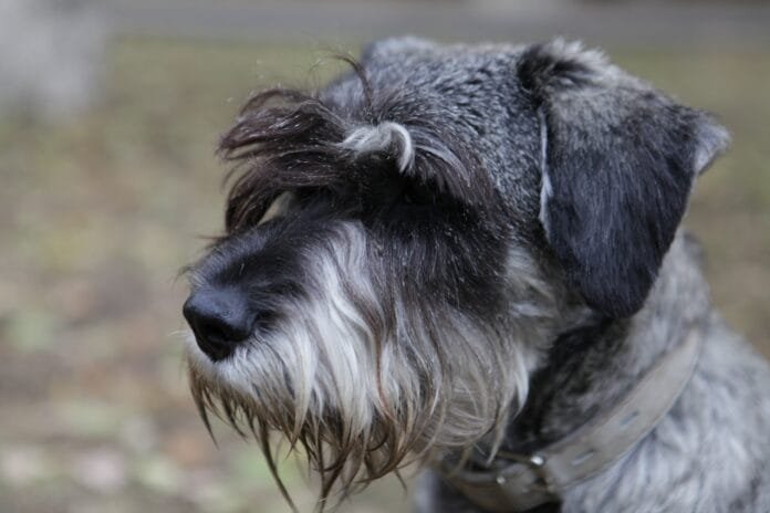 Galleria Shopping promove Encontro de Schnauzers com programação gratuita