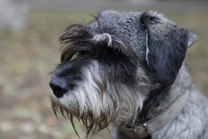 Galleria Shopping promove Encontro de Schnauzers com programação gratuita